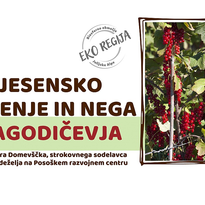 Jesensko sajenje in nega jagodičevja